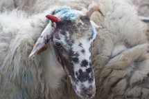 OVIS Boring sheep that have been changing the world <em>Photo: Karmina Silec</em>