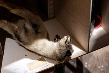 SHEEP MUSEUM <em>Photo: Dorian Silec Petek</em>